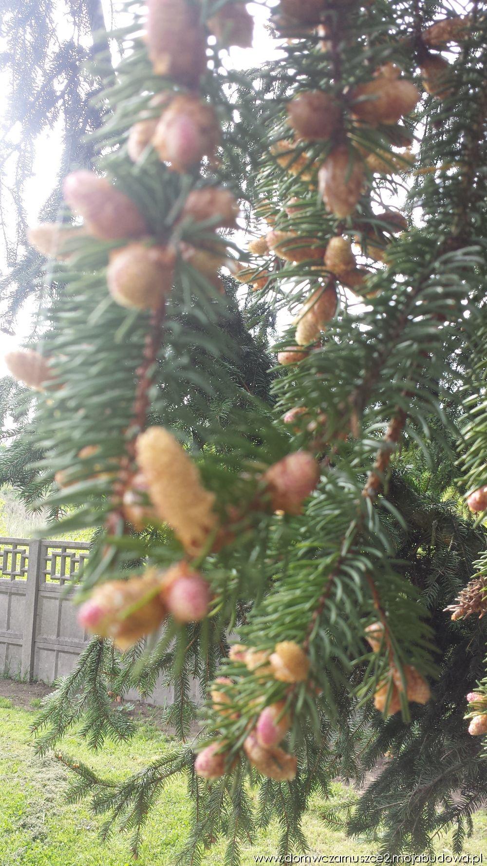 blog budowlany - mojabudowa.pl