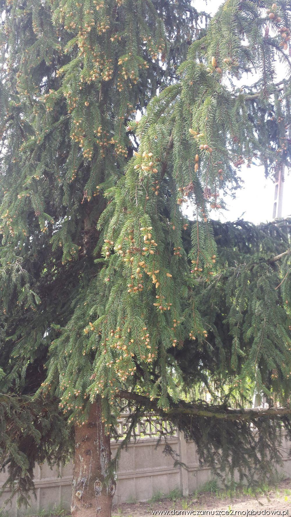 blog budowlany - mojabudowa.pl