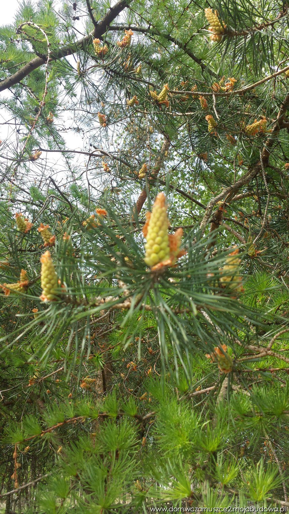 blog budowlany - mojabudowa.pl