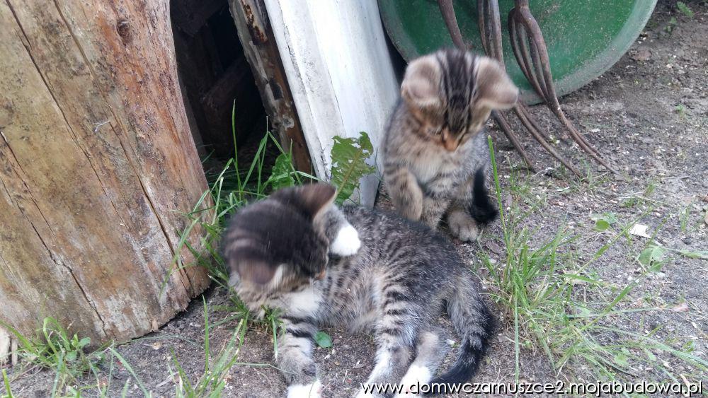 blog budowlany - mojabudowa.pl