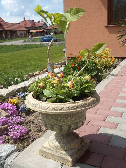 blog budowlany - mojabudowa.pl