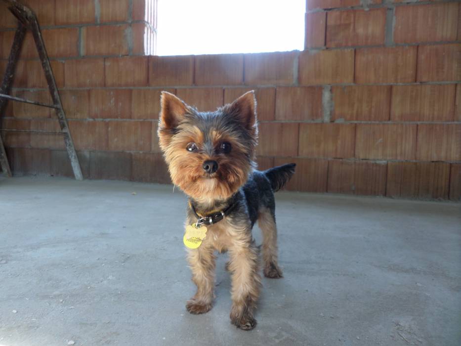 blog budowlany - mojabudowa.pl