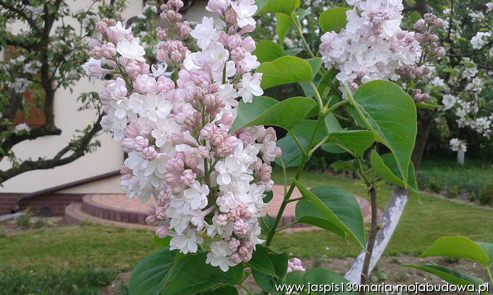 blog budowlany - mojabudowa.pl