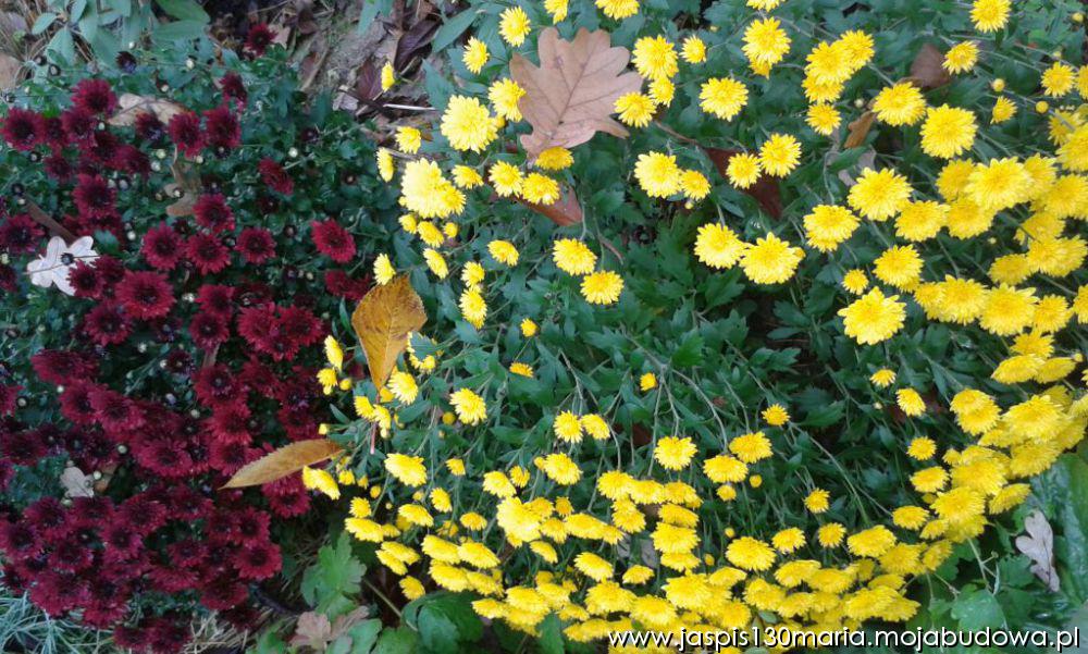 blog budowlany - mojabudowa.pl