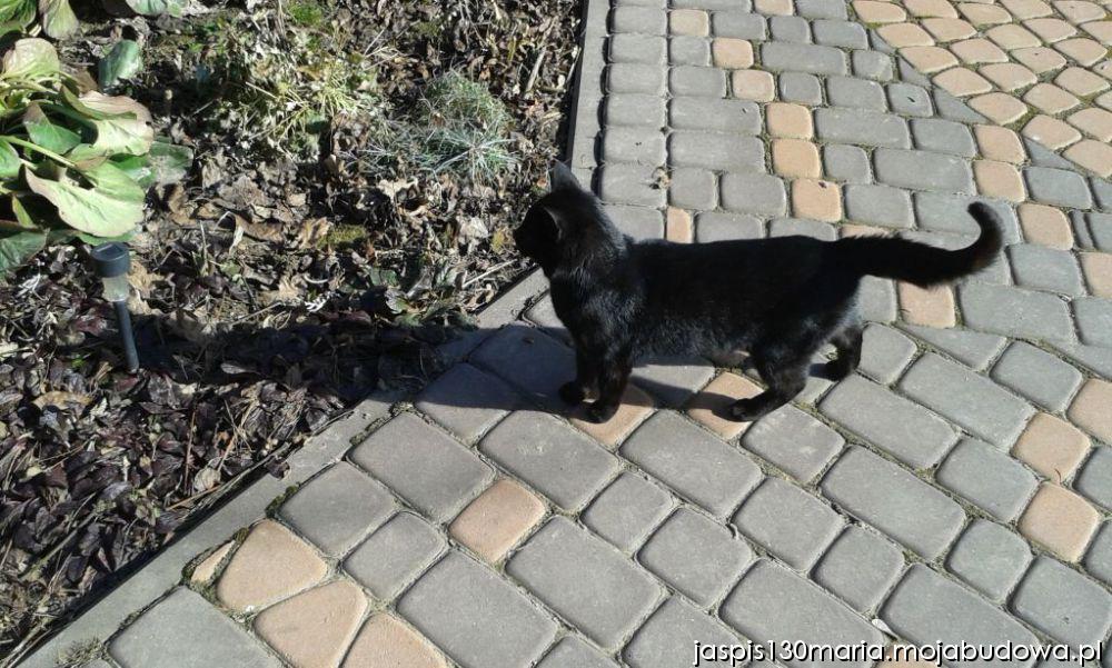 blog budowlany - mojabudowa.pl