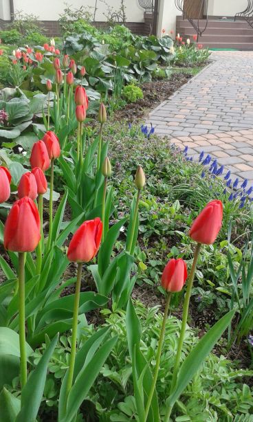 blog budowlany - mojabudowa.pl