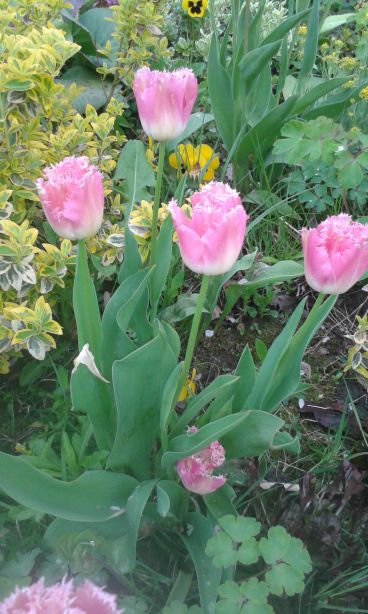 blog budowlany - mojabudowa.pl