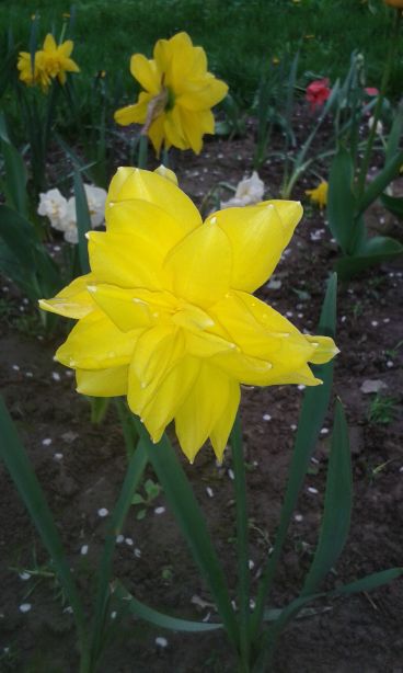 blog budowlany - mojabudowa.pl