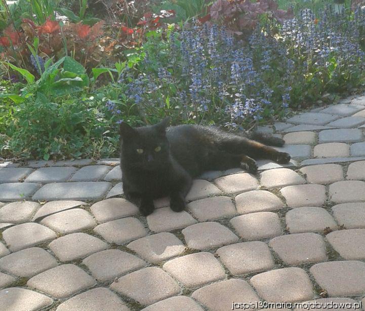 blog budowlany - mojabudowa.pl