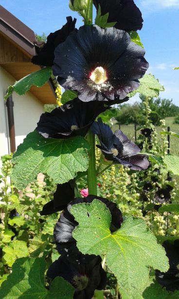 blog budowlany - mojabudowa.pl