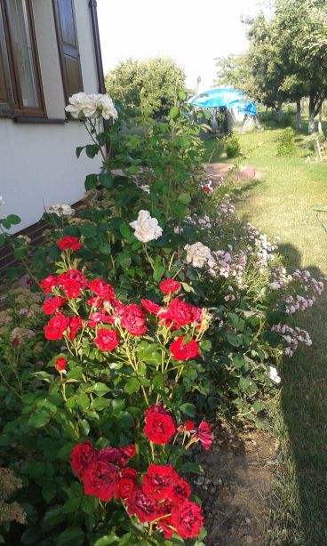 blog budowlany - mojabudowa.pl