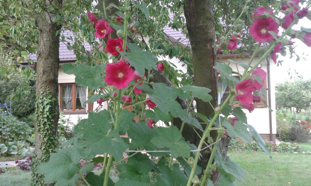 blog budowlany - mojabudowa.pl