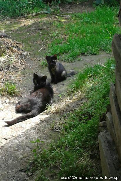 blog budowlany - mojabudowa.pl