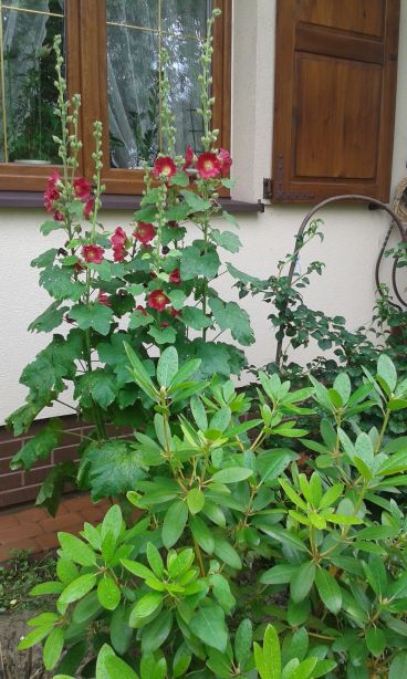 blog budowlany - mojabudowa.pl