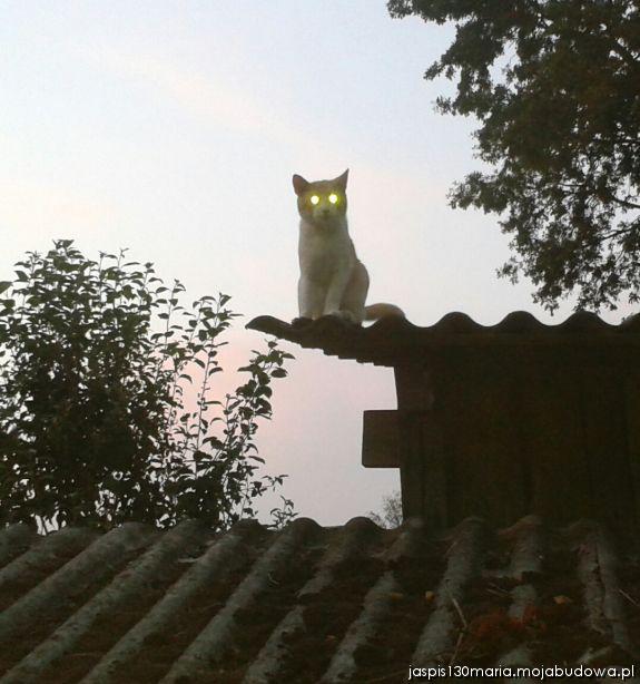 blog budowlany - mojabudowa.pl