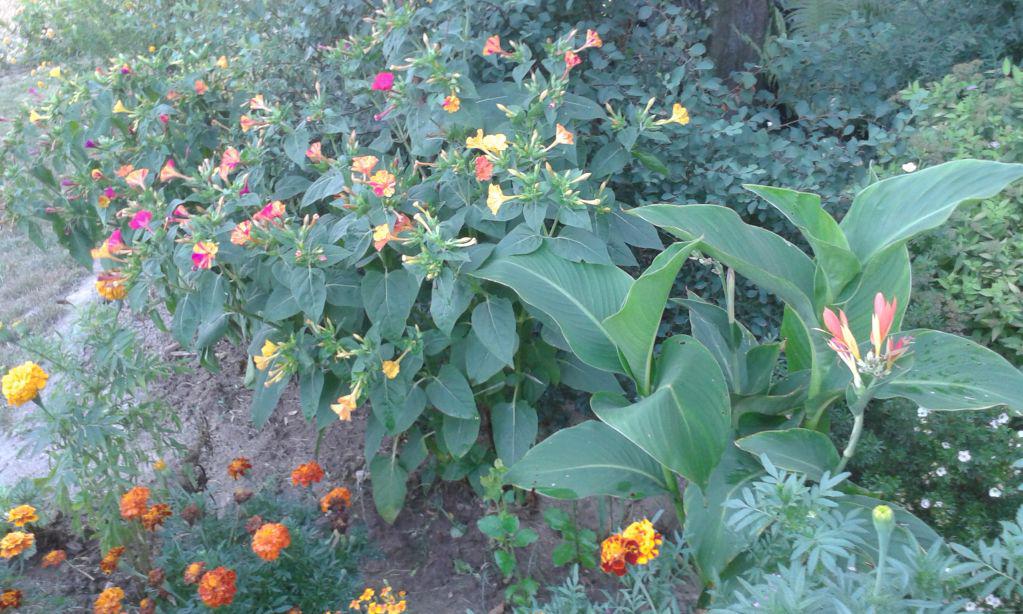 blog budowlany - mojabudowa.pl