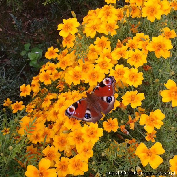 blog budowlany - mojabudowa.pl