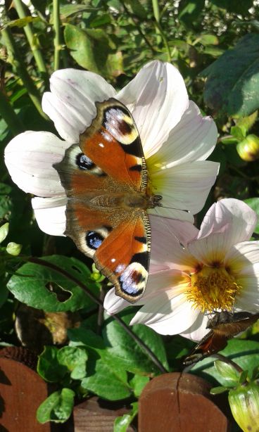 blog budowlany - mojabudowa.pl