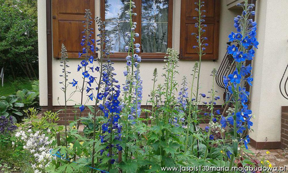 blog budowlany - mojabudowa.pl