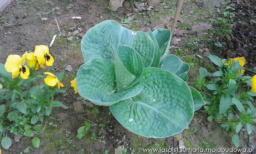 blog budowlany - mojabudowa.pl