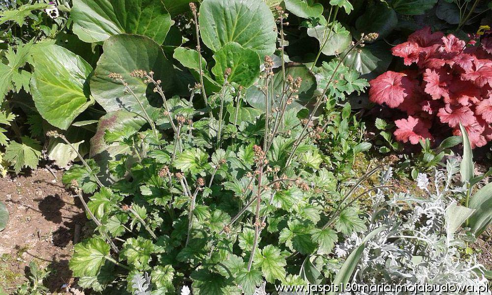 blog budowlany - mojabudowa.pl