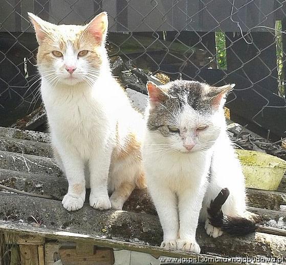 blog budowlany - mojabudowa.pl