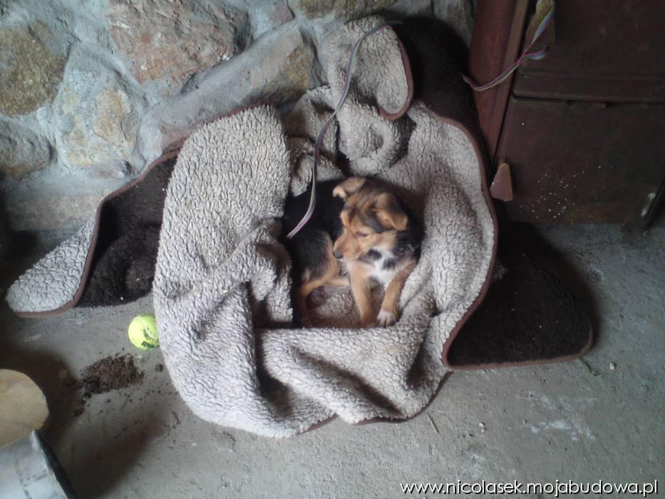 blog budowlany - mojabudowa.pl